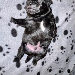 Blue - Pug