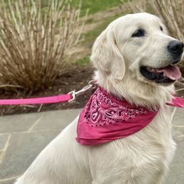 Goldendoodles and Golden Retrievers from Daydreamer