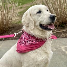 Goldendoodles and Golden Retrievers from Daydreamer