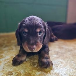 Walrus aka Wally - Chocolate and tan male Dachshund puppy in Orlando, Florida from Small Batch Doxies