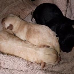 Schnoodle puppies from Shrivers' Sweethearts