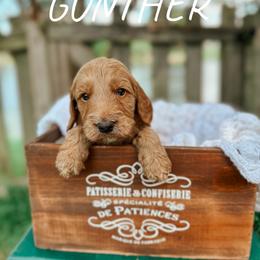 Goldendoodle Puppies from Glamorous Golden Doodles