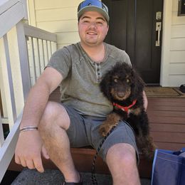 Boy 1 Peter rabbit - Brown male Bernedoodle puppy in Vancouver, Washington from Doo a Little Doodle