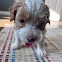 Bernedoodles from Gregg Bernedoodles