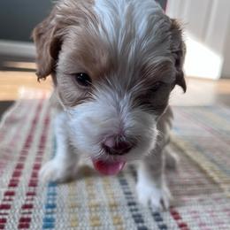 Bernedoodles from Gregg Bernedoodles