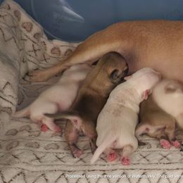 Chihuahua Puppies from Precious Paws of Florida