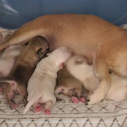 Chihuahua Puppies from Precious Paws of Florida