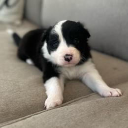 Harmony - Black and white female Border Collie puppy in Jonesboro, Arkansas from Hampton Border Collies