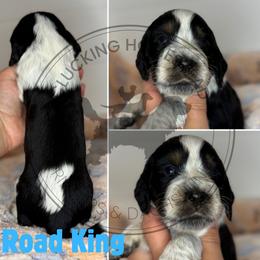 Road King - Black white and tan male English Springer Spaniel puppy in Fond Du Lac, Wisconsin from Clucking Homestead Springers & Dachshunds