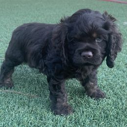 Catahoula Leopard Dog and Cocker Spaniel Puppies from Rich Cat’s