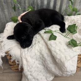 Light Pink - Black sable female Belgian Malinois puppy in Muskegon, Michigan from Red Acres Working Line K9s