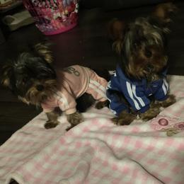 Yorkshire Terrier Puppies from Missy Lu Lap Puppies