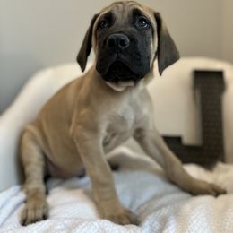 Mastiff Puppies from MLJ Mastiffs Florida