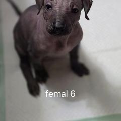 Xoloitzcuintli Puppies from Mickam's Xolo's