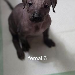Xoloitzcuintli Puppies from Mickam's Xolo's