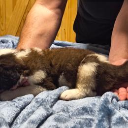 Boy 1 - Brown and white male Saint Bernard puppy in Clover, South Carolina from Sweetest Saints