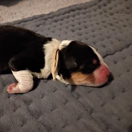 Haze (Tan Collar) - Black tri-color male Australian Shepherd puppy in Okeechobee, Florida from Rothsolid Puppies