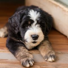 Boy 2 - male Barbado da Terceira puppy in Frederick, Maryland from New World Barbado da Terceira