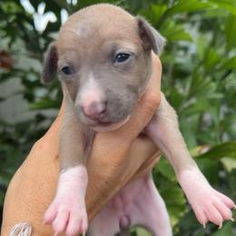 Cookie - Blue fawn female Italian Greyhound puppy in Southwest Florida, Florida from Woofford Italian Greyhounds