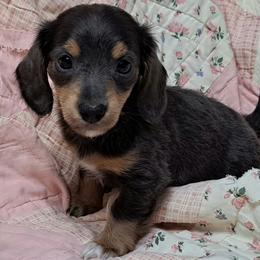 Red - Blue and tan female Dachshund puppy in Franklin, Georgia from Lakeside Kennels of Franklin