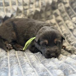 Fallout - Black and red male German Shepherd puppy in Medical Lake, Washington from Nine Realms German Shepherds