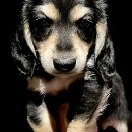 Dachshund Puppies from STORIED DOXIES