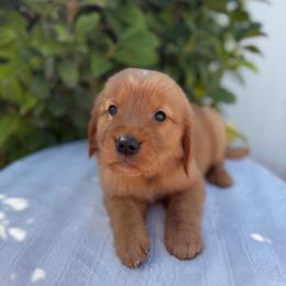 Female 1, Purple - Golden female Golden Retriever puppy in Utah from Deseret Peak Goldens