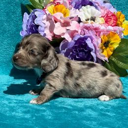 Tripp - Dapple male Dachshund puppy in Lincoln, Arkansas from Red Dirt Dachshunds