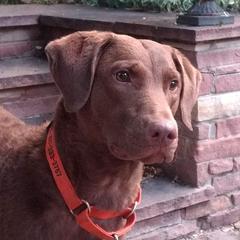 Pearl - Chesapeake Bay Retriever
