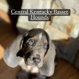 Basset Hound Puppies from Central Kentucky Basset Hounds