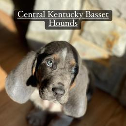 Basset Hound Puppies from Central Kentucky Basset Hounds