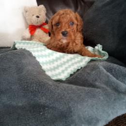Trent - Red  male Poodle puppy in Millersburg, Ohio from My Furry Friends
