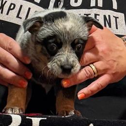 Winnie - Blue female Australian Cattle Dog puppy in Sanger, Texas from Straight Arrow Australian Cattle Dogs
