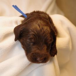 Goldendoodle puppies from Dream Lake Doodles