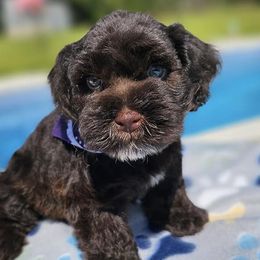 Miniature Schnauzers from Vallery's Mini Schnauzers