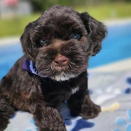 Miniature Schnauzers from Vallery's Mini Schnauzers