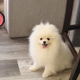 Armani - White male Pomeranian puppy in Pollock Pines, California from Glitzypoms