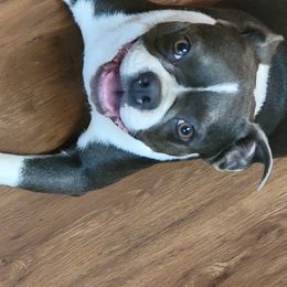 Blue - Boston Terrier