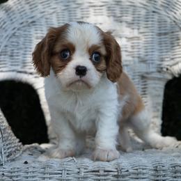 Luke - Blenheim male Cavalier King Charles Spaniel puppy in Lula, Georgia from Cavaliers by Crumley