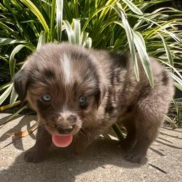 Smokey - Blue merle male Miniature Australian Shepherd puppy in White Plains, Kentucky from Garrett’s Ridge Farm