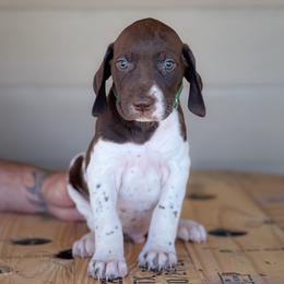 Green - Boy 4 - Liver and white male English Springer Spaniel puppy in Lake City, Fl, Florida from Spradley Springers & GSP's
