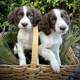 English Springer Spaniel Puppies from Coteau Springers