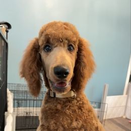 Tan Boy - Red  male Poodle puppy in Keedysville, Maryland from Sunshine Red Standard Poodles