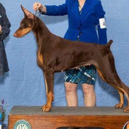 Ava - Doberman Pinscher