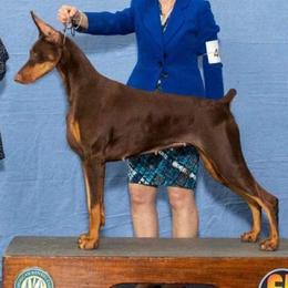 Ava - Doberman Pinscher