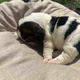 Boy 2 “Johnny” - Black brown and white male Basset Hound puppy in Loup City, Nebraska from WoodKrick Bassets