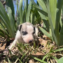 Haley - White and fawn brindle Whippet puppy in West Plains, Missouri from Sycamore Ridge Puppies