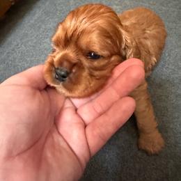Jade - Ruby female Cavalier King Charles Spaniel puppy in Tunbridge, Vermont from Solheimar