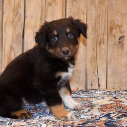 Helios - Red male Australian Shepherd puppy in San Tan Valley, Arizona from Mott Ranch - Blazin' Sun Aussies