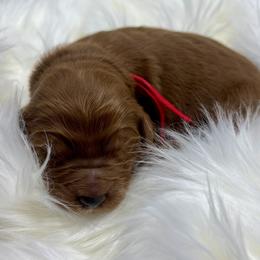 Aspen's Red Male - Apricot male Goldendoodle puppy in Great Falls, Montana from Montana Goldendoodles